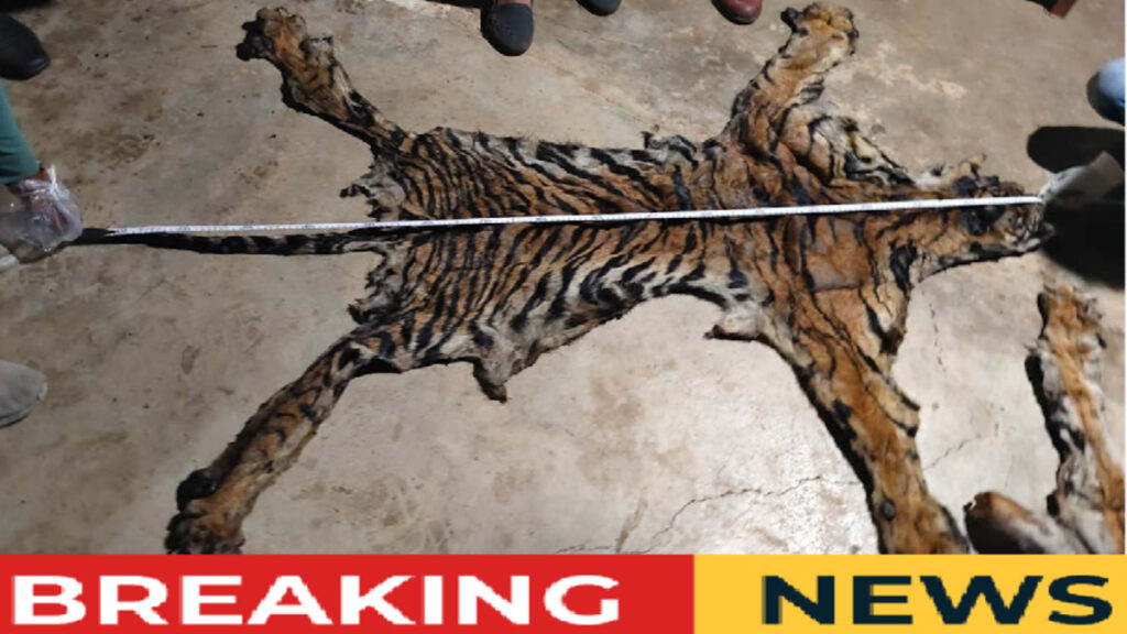 CG Wildlife Crime : टाइगर स्किन तस्करी का बड़ा खुलासा, दो आरोपियों की गिरफ्तारी के बाद पुलिस कनेक्शन की जांच तेज