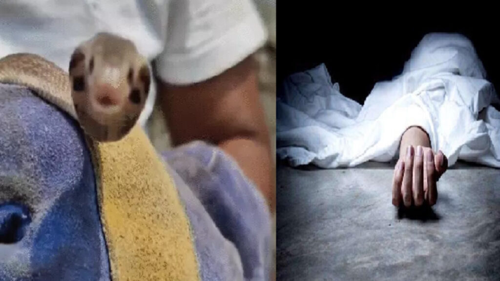 CG Snake Bite News : खाट पर सो रहे दो सगे भाइयों को करैत ने डसा, इलाज के दौरान दोनों की मौत, जशपुर में महिला ने भी गंवाई जान