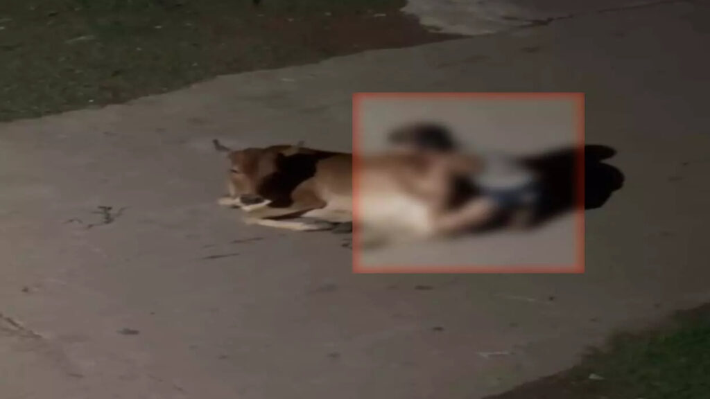 CG NEWS : गौवंश के साथ कथित अमानवीय कृत्य से हड़कंप’ रायपुर पुलिस ने मामला दर्ज कर आरोपी की तलाश तेज की
