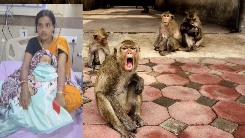 CG News : जंगली बंदर की खौफनाक हरकत, 5 माह के मासूम को पालने से उठाकर ड्रम में फेंका, गांव में दहशत