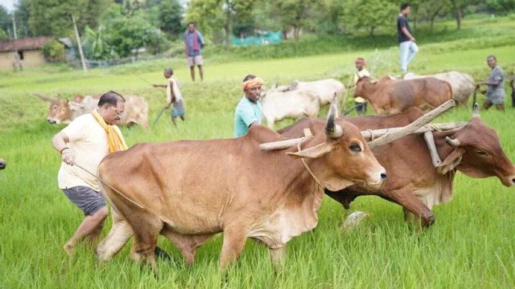 खेत में उतरे CM Vishnu Deo Sai’ बगिया में की बियासी’ कृषि और किसान को बताया संस्कृति की पहचान
